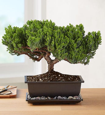 Juniper Bonsai