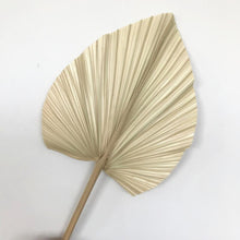 Cargar imagen en el visor de la galería, 5PCS/lot,Dried Natural Palm leaves, DIY Palm Fan Leaf For Art Wall Hanging Wedding Party flowers Decoration
