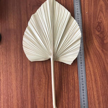 Cargar imagen en el visor de la galería, 5PCS/lot,Dried Natural Palm leaves, DIY Palm Fan Leaf For Art Wall Hanging Wedding Party flowers Decoration
