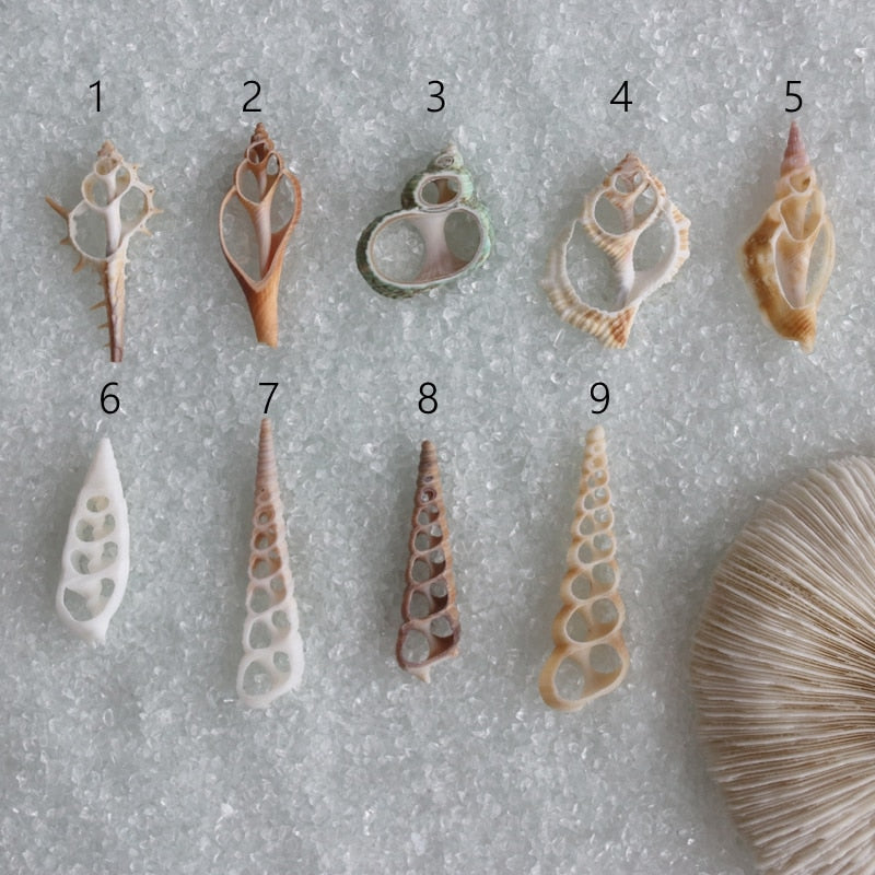 Free Shipping(20pcs/lot)Natural Cut Shells Natural Shell Conch Tribal Jewelery Craft Accessories DIY