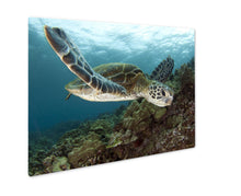 Cargar imagen en el visor de la galería, Metal Panel Print, Hawaiian Green Sea Turtles
